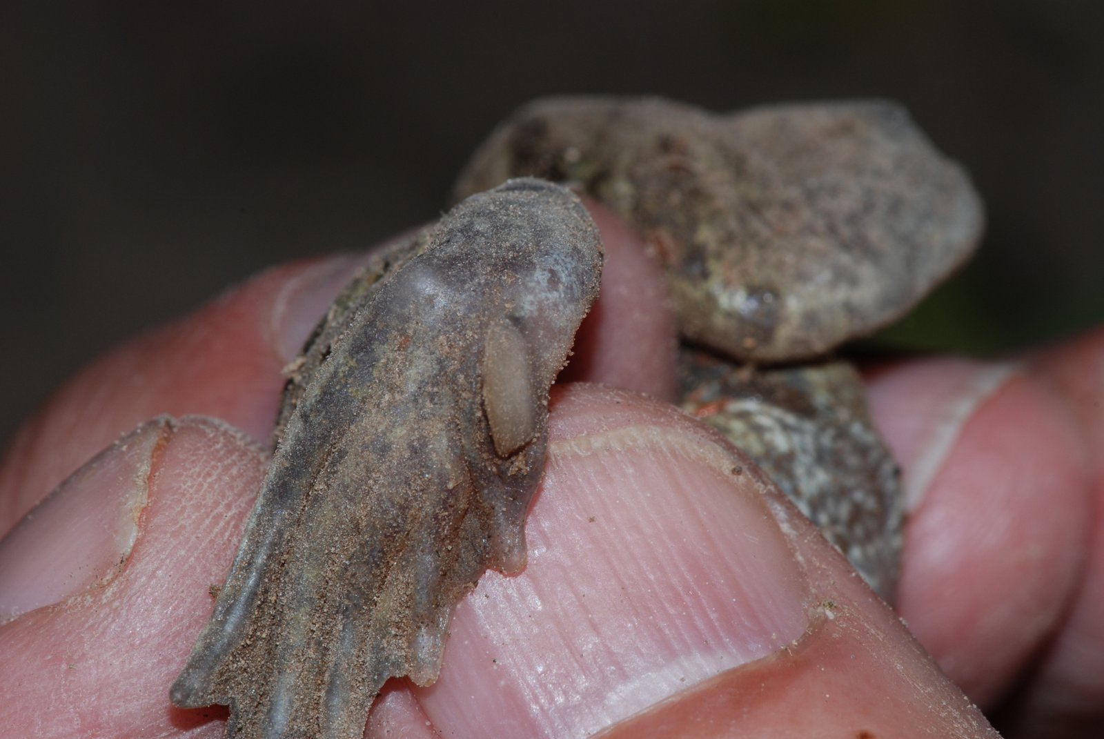 Couteaux de Pélobate brun Pelobates fuscus Rémi Hardouin 5