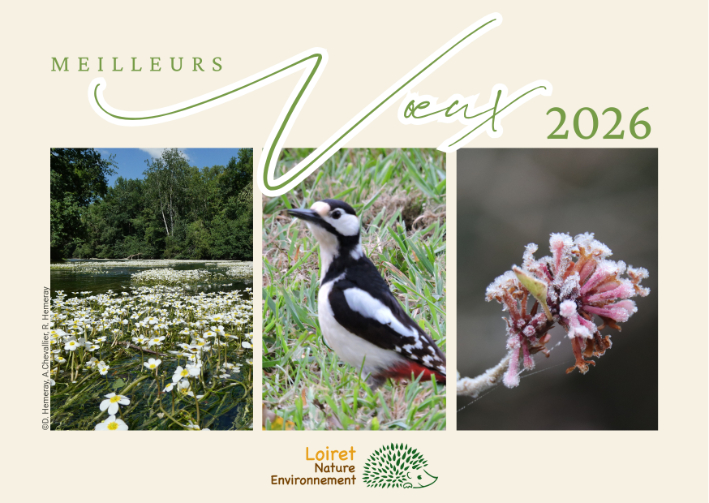 Cartes voeux 2026 red