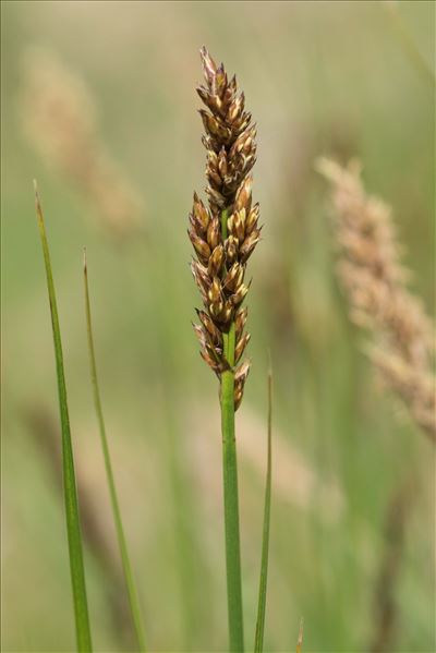 Carex_paniculFloraphile45