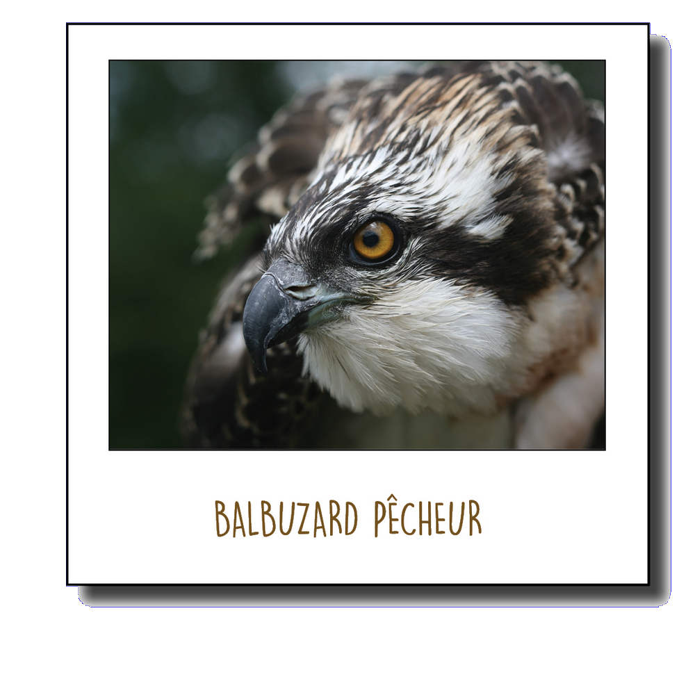 Pola Balbuzard pecheur