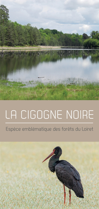 Cigogne noire red