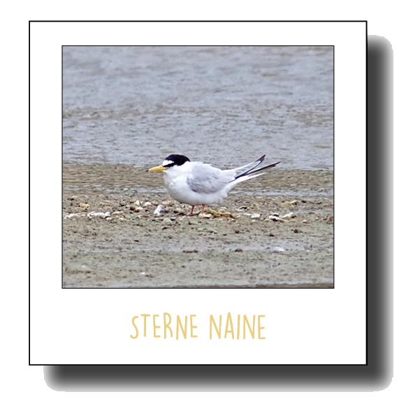 Sterne NAINE