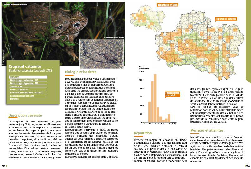 Fiche du crapaud Calamite Atlas