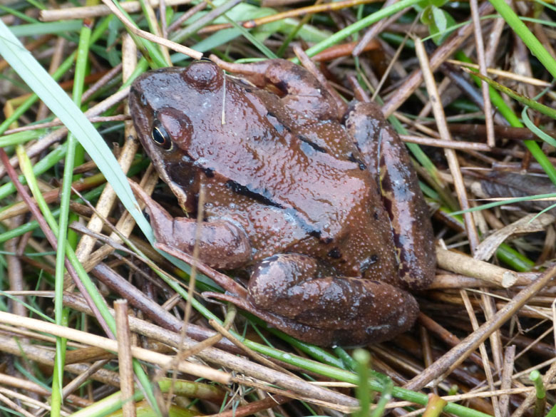 Grenouille rousse Rana temporaria Antonin Jourdas 1