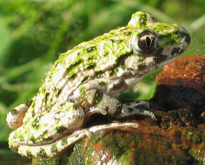 Pelodyte ponctuéTeuteul Wikimédia Commons