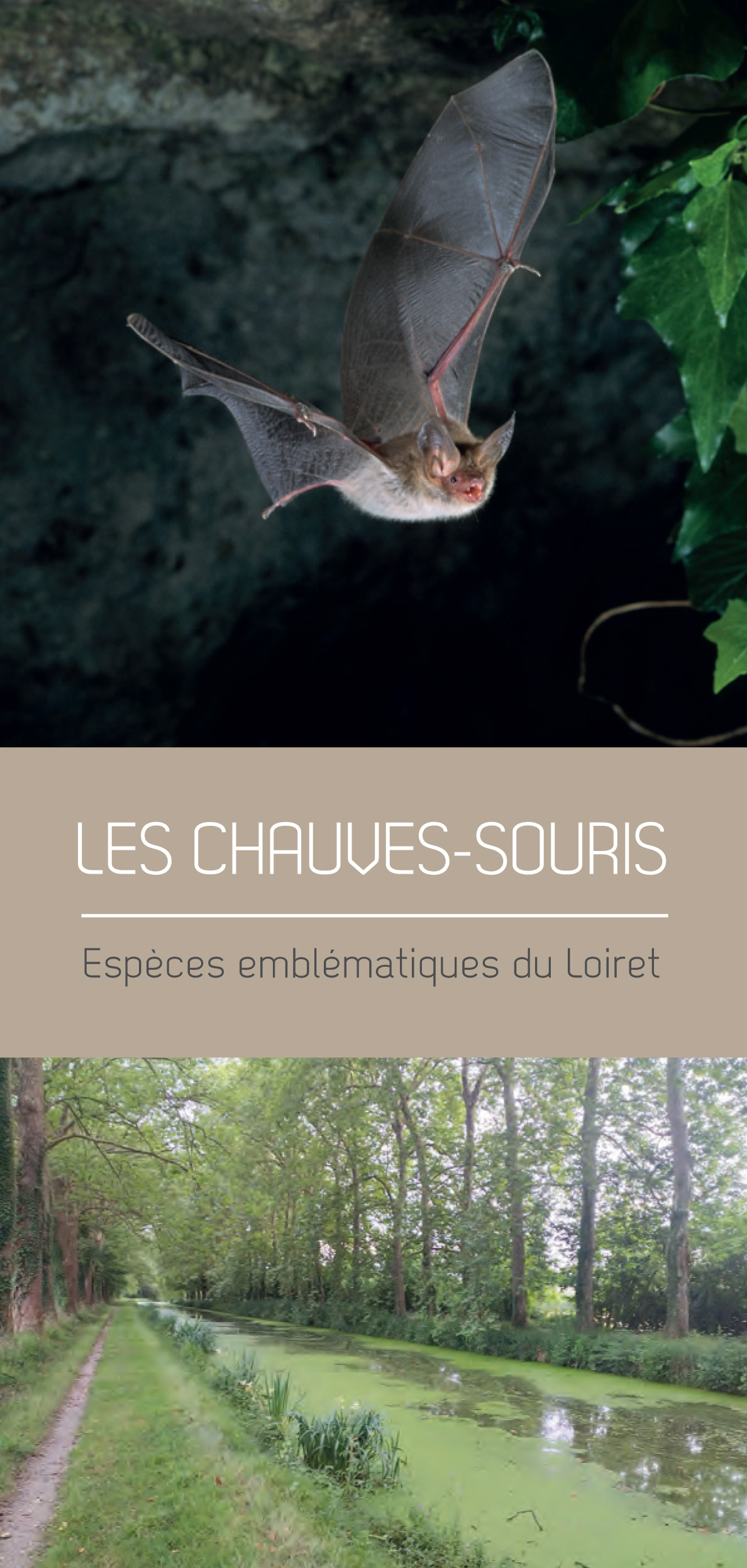 Couv Dépliant Chauves souris