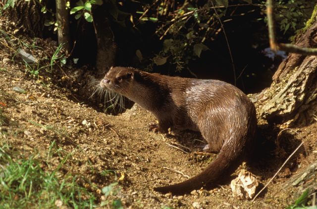 Loutre repos Rosoux