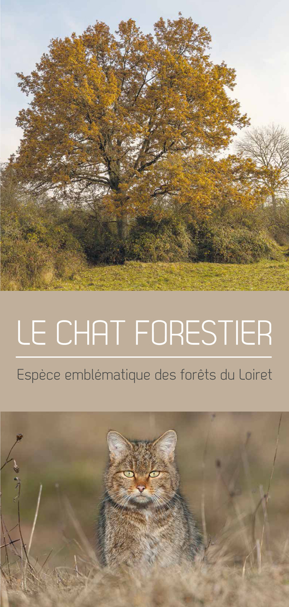 Plaquette chat forestier web 1