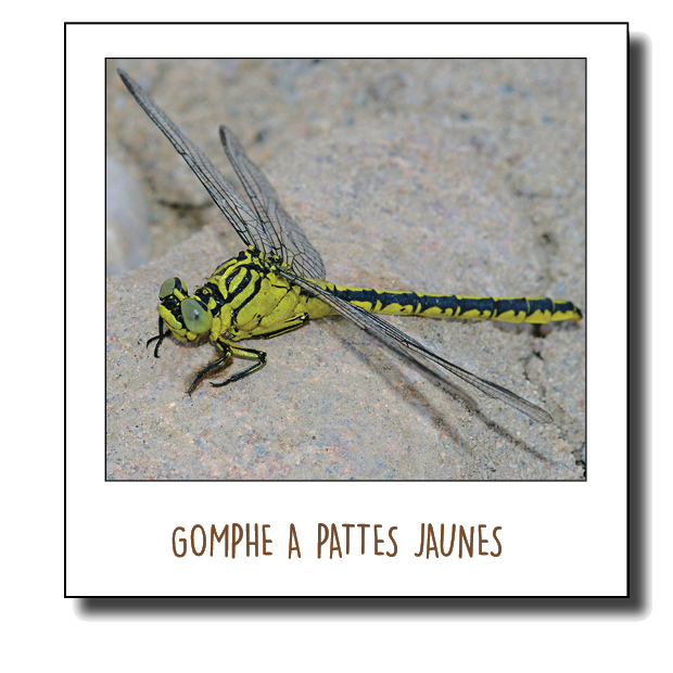 Pola Gomphe à pattes jaunes