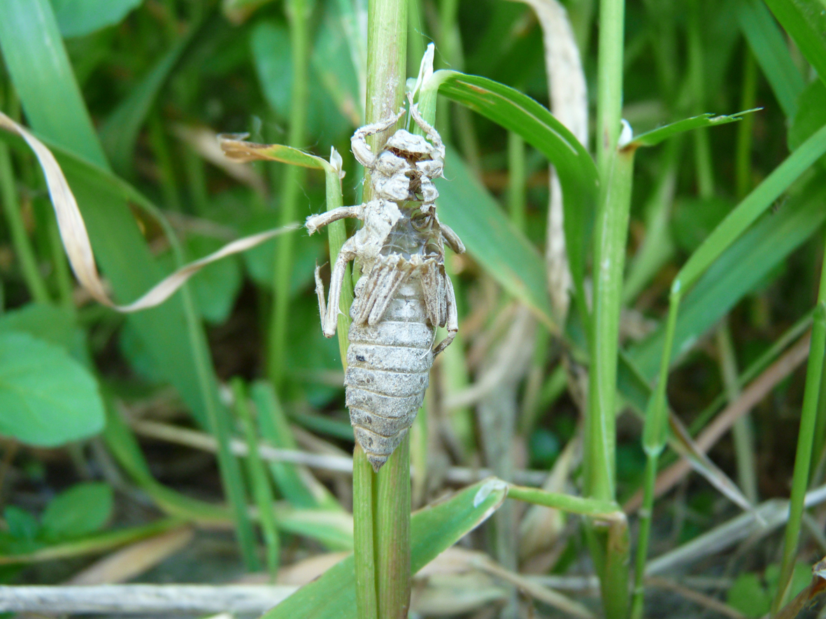 exuvie ophiogomphus cecilia