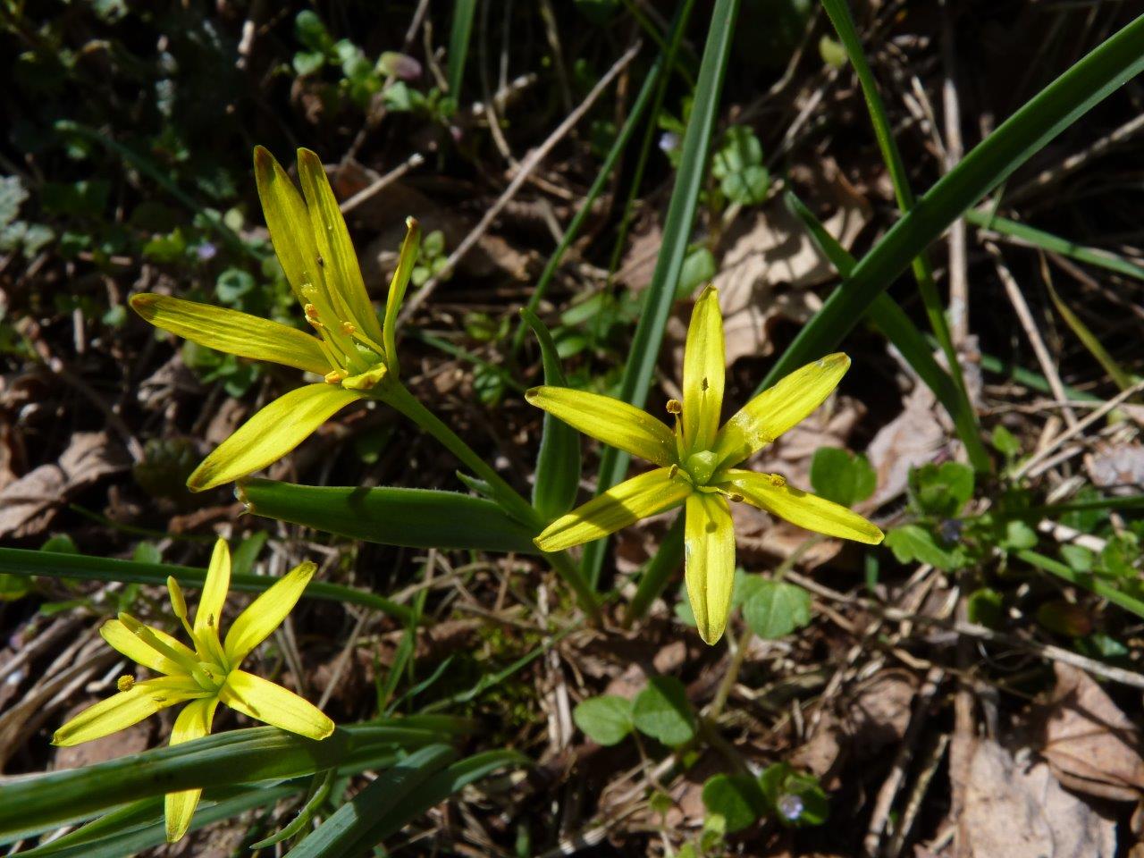 Gagée des Prés Gagea pratensis 06 04 2010 DaHem 4