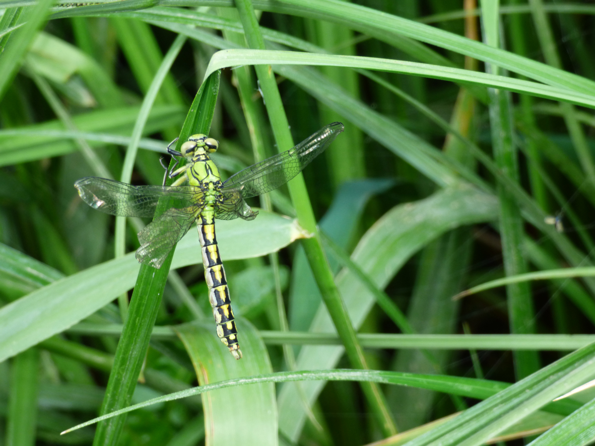 Gomphe serpentin D. Hémeray