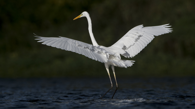 Grande aigrette red JC Picard