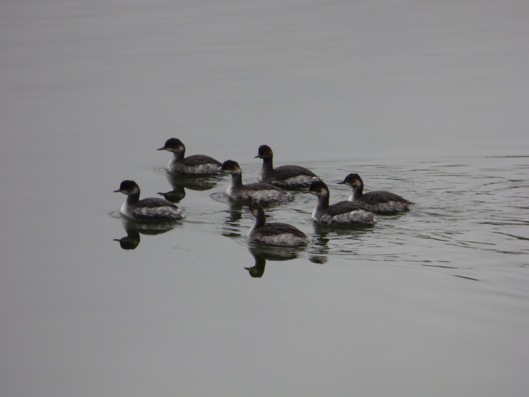 Grèbe à cou noir Podiceps nigricollis Emmanuel Pineau