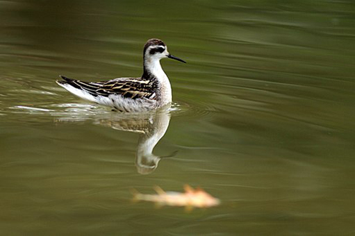 Phalarope à bec étroit wikimedia commons