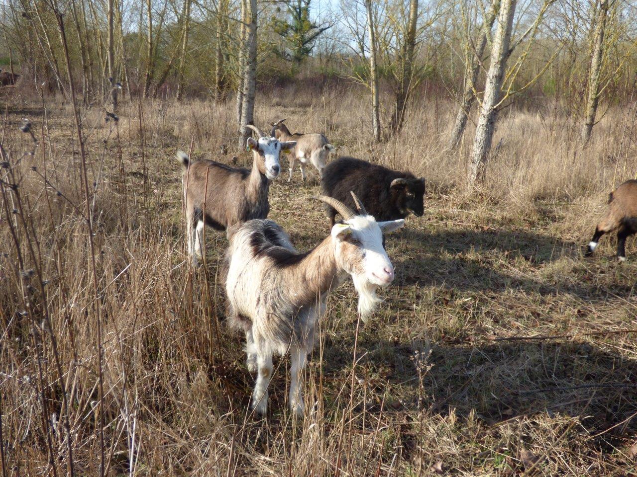 pâturage à Mareau aux Prés 2