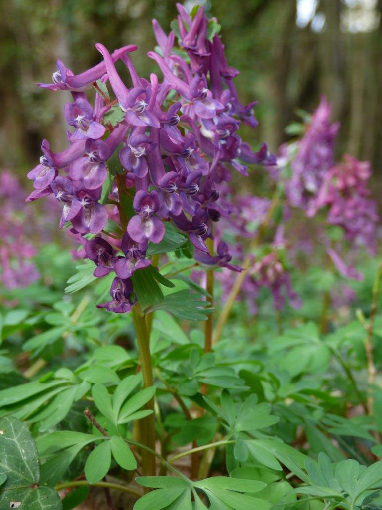 Corydale__bulbe_plein_Corydalis_solida-EPINEAU