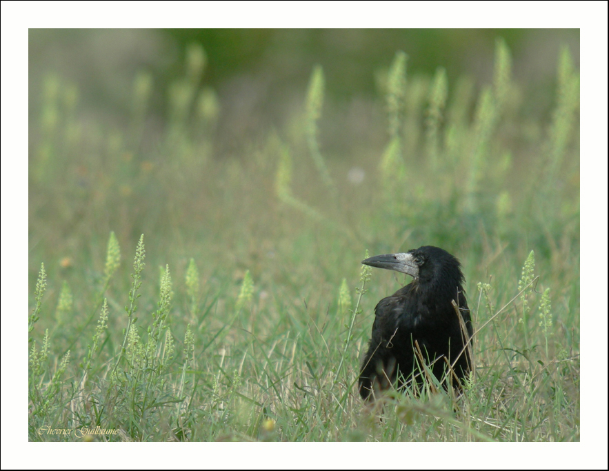 corbeau_freux_-_GUILLAUME_CHEVRIER_2