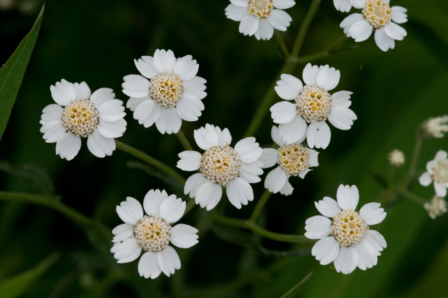 Achille-sternutatoire-Floraphile45