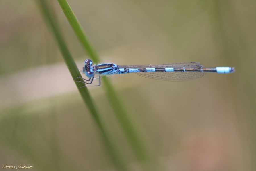 Agrion_mignon__GCHEVRIER_