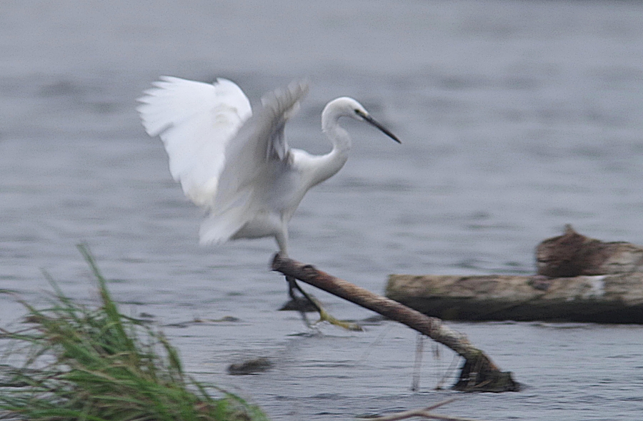 aigrette_garzette-ROLAND_GRANGER_8