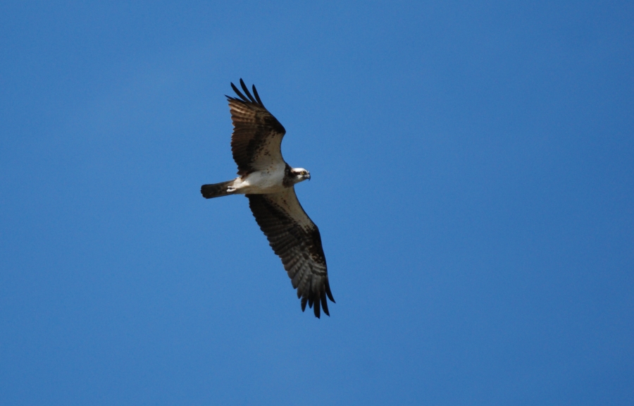 balbuzard_pêcheur-_PHILIPPE_MERY_2