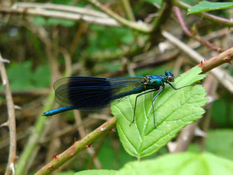 Calopteryx_splendens-D_Hmeray