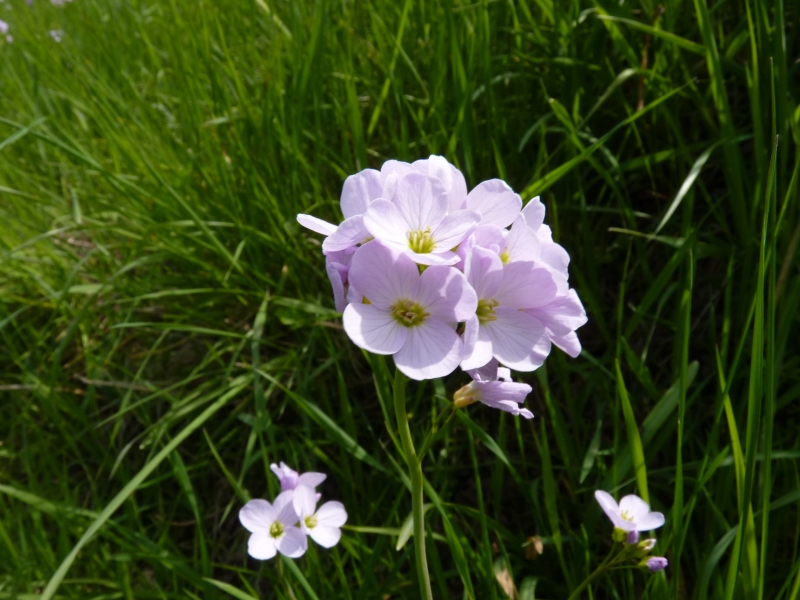 cardamine-des-pres