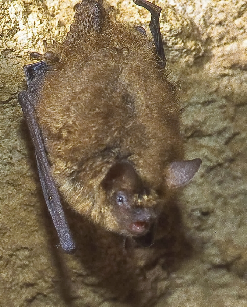 chauve_souris-DENYS_HERGIBO05
