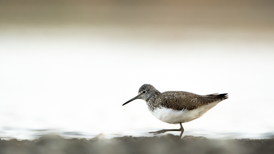 chevalier_cul-blanc-2021-04-03-JC-Picard