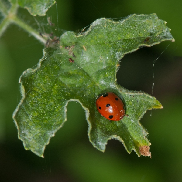 Coccinelle-sp--Denys-HERGIBO