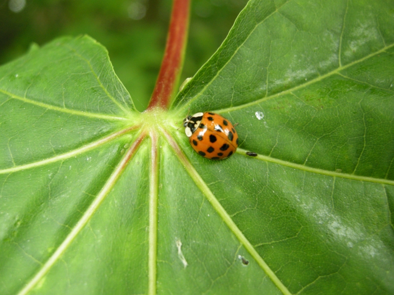 coccinelle_sp-Pointe_de_Courpain_inventaire_coléo_-AGNES_HERGIBO_46