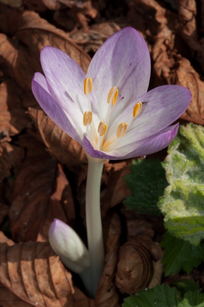 Colchicum_autumnale_LFloraphile45