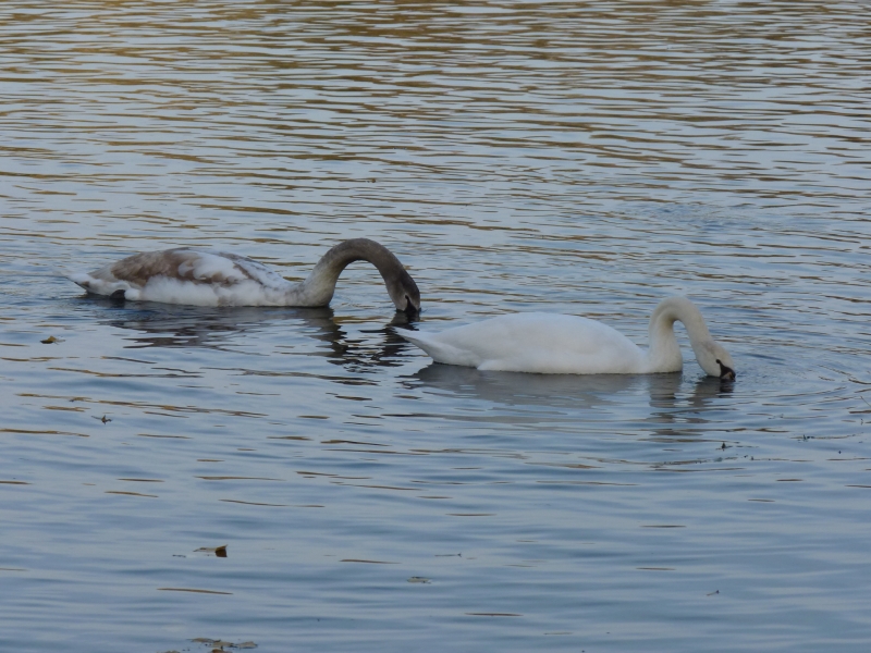 cygne_tubercul_-_AGNES_HERGIBO_8