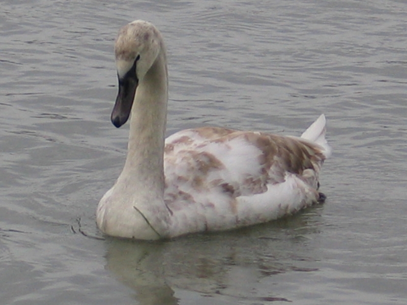 cygne_tuberculé_-_AGNES_HERGIBO_5