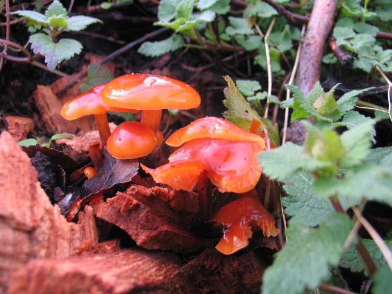 Flammulina_velutipes-repérage_rive_sud_AH_33