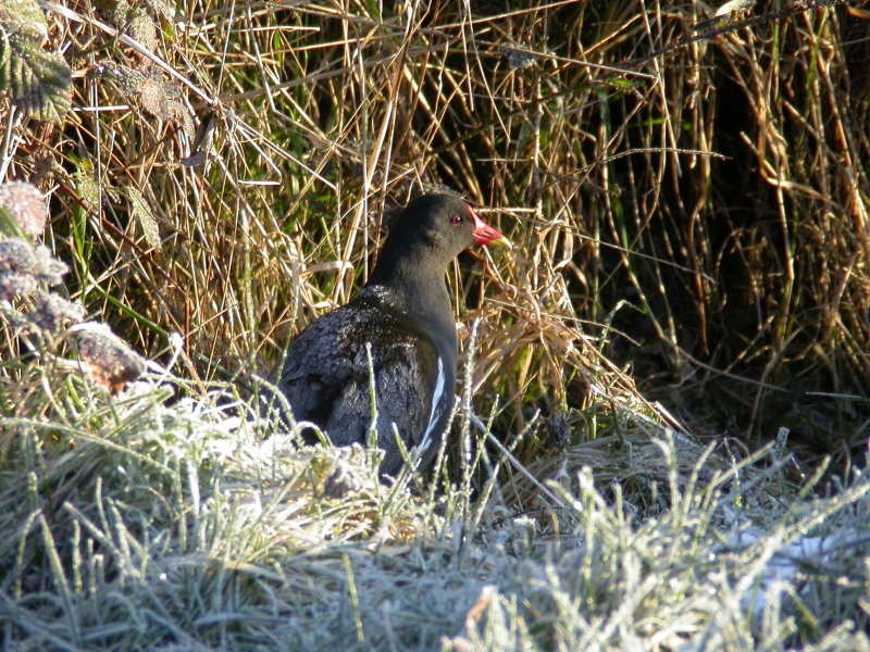 gallinule_poule_deau_-_JOEL_DUMONT