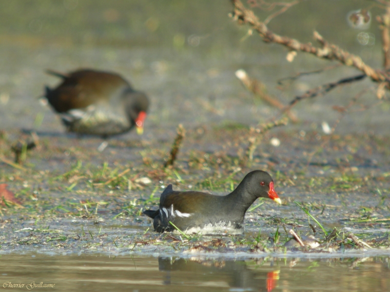 gallinule-poule-eau