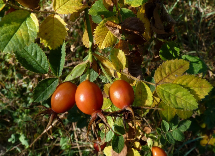 glantier-fruit-MICHEL_CHANTEREAU_2