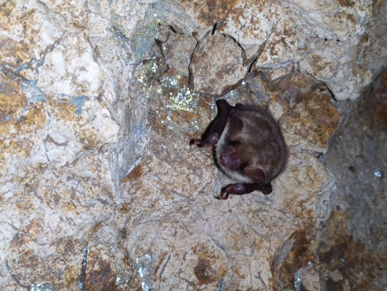 Grand_Murin-TVaisy_2024