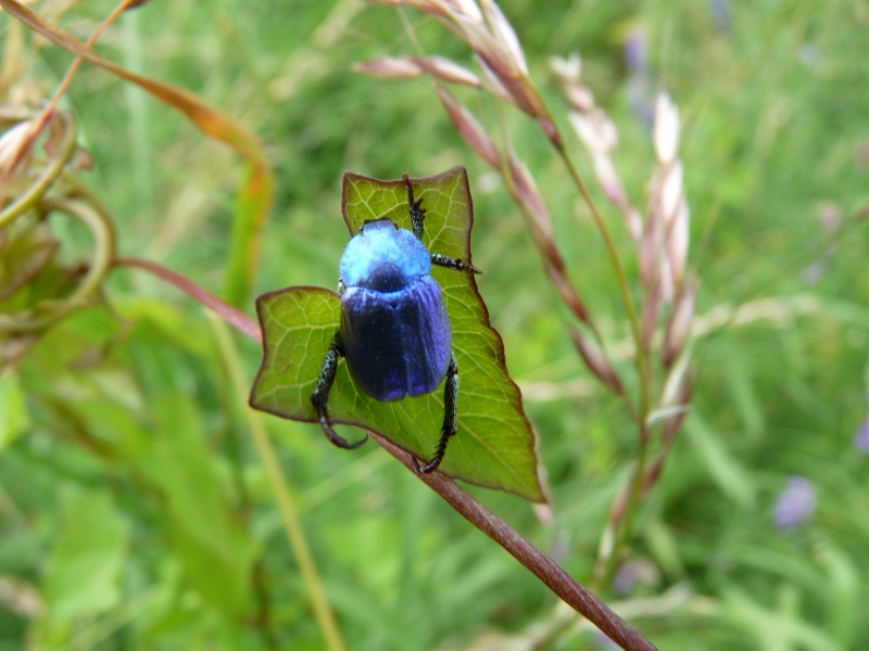 Hoplia_caeruleaMChantereau