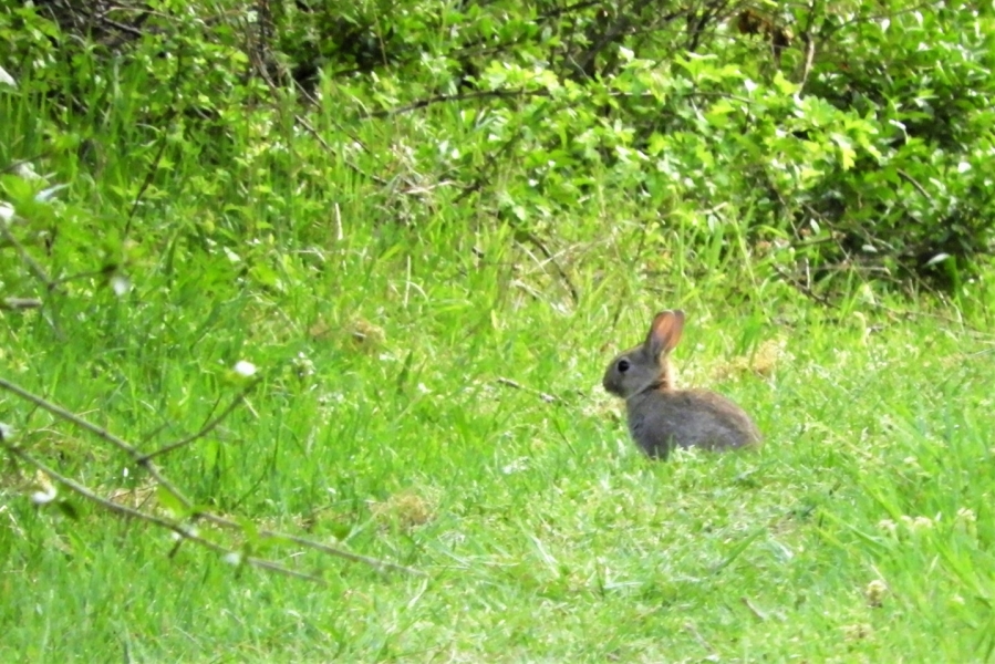 Lapin_de_garenne_C_Cousin