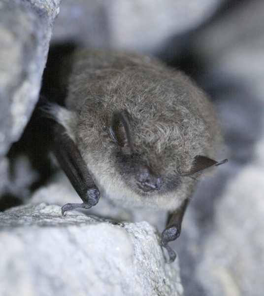 Murin_à_moustaches-2008-12-22-G-Chevrier