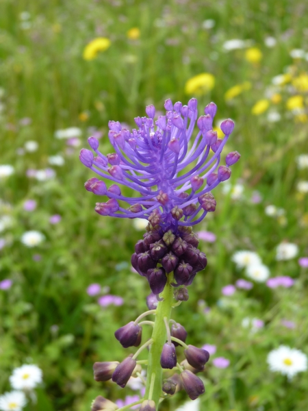 Muscari_comosum-muscari_à_toupet-MICHEL_CHANTEREAU_05