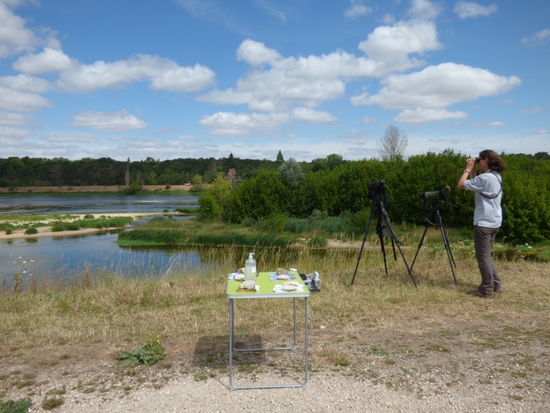 Observation_oiseaux_Loire-Point_rencontre-E.PINEAU