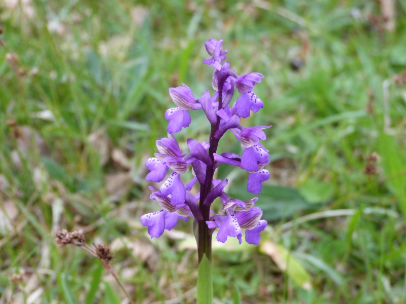 Orchis_bouffon_Anacamptis_morio_Antonin_Jourdas_3