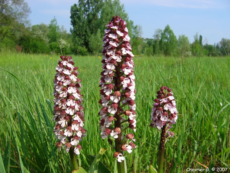 Orchis-pourpre-GC-1