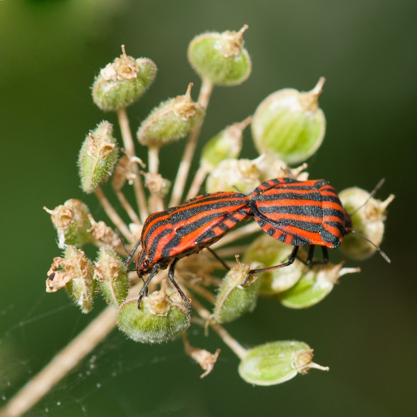 punaise-arlequin---DENYS-HERGIBO