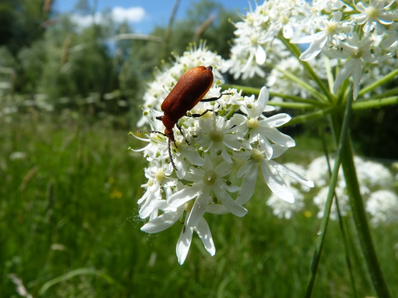 pyrochroa_serraticornis_-A._HERGIBO
