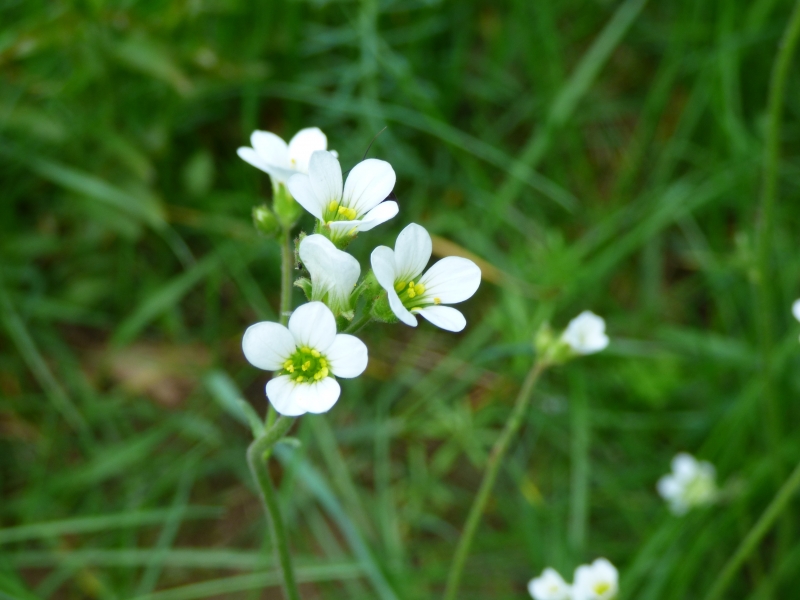 saxifrage-granule